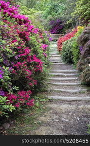 Beautiful landscape image of footpath border by Azalea flowers in Spring in England