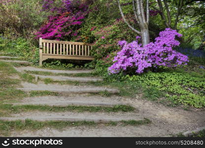 Beautiful landscape image of footpath border by Azalea flowers in Spring in England