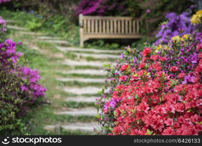 Beautiful landscape image of footpath border by Azalea flowers in Spring in England