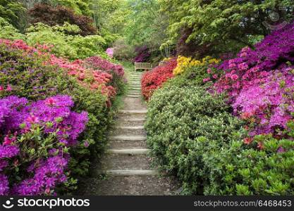 Beautiful landscape image of footpath border by Azalea flowers in Spring in England