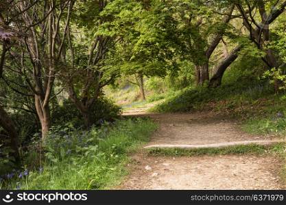 Beautiful landscape image of footpath through English woodlands in Spring