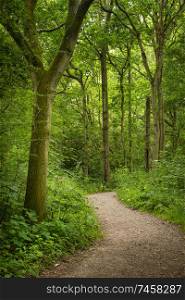 Beautiful landscape image of footpath winding through lush green forest in Summer