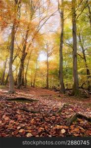 Beautiful landscape image of forest covered in Autumn Fall color contrasting green and orange, brown and gold