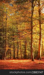 Beautiful landscape image of forest covered in Autumn Fall color contrasting green and orange, brown and gold