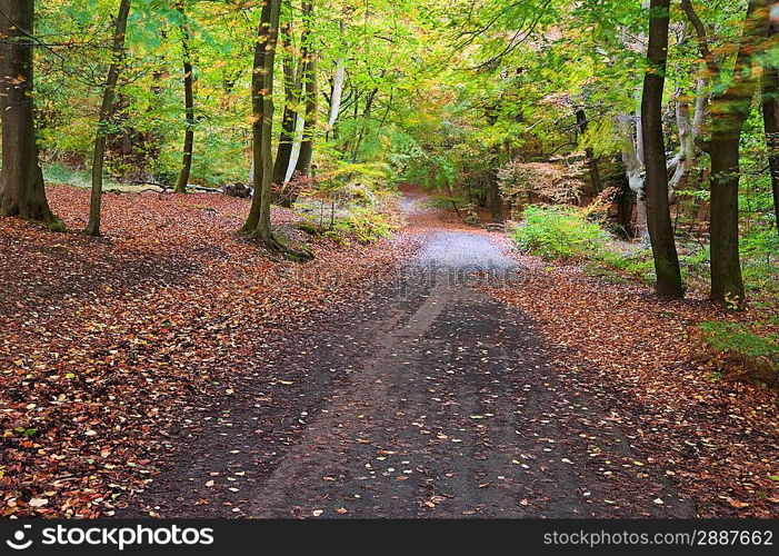 Beautiful landscape image of forest covered in Autumn Fall color contrasting green and orange, brown and gold