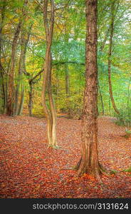 Beautiful landscape image of forest covered in Autumn Fall color contrasting green and orange, brown and gold