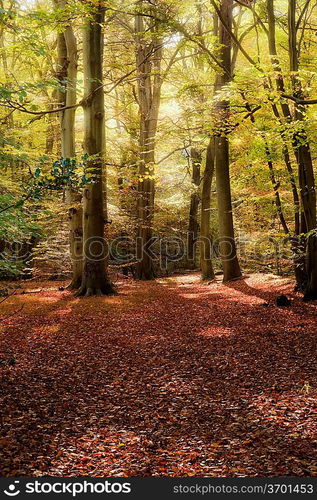 Beautiful landscape image of forest covered in Autumn Fall color contrasting green and orange, brown and gold