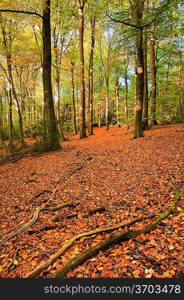 Beautiful landscape image of forest covered in Autumn Fall color contrasting green and orange, brown and gold