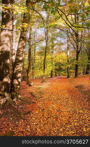 Beautiful landscape image of forest covered in Autumn Fall color contrasting green and orange, brown and gold