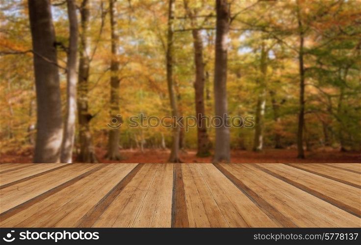 Beautiful landscape image of forest covered in Autumn Fall color with wooden planks floor