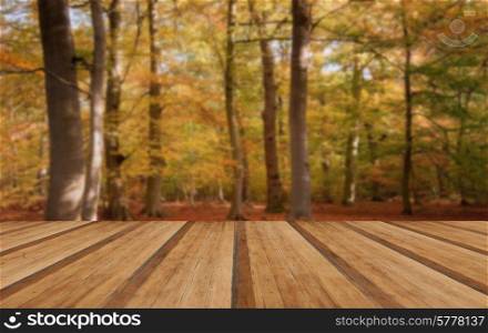 Beautiful landscape image of forest covered in Autumn Fall color with wooden planks floor