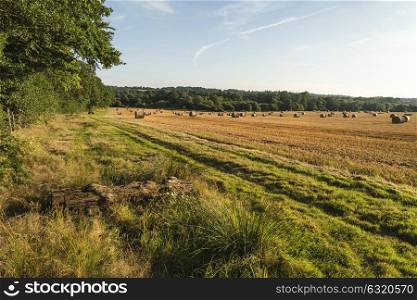 Beautiful landscape image of hay bales in Summer field during colorful sunset