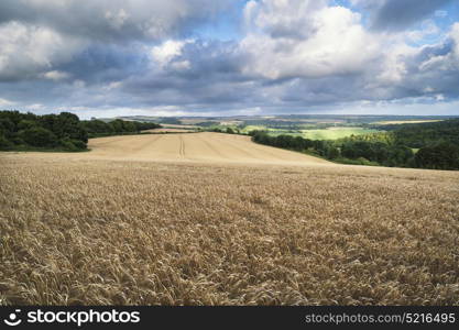 Beautiful landscape image of huge field of barley on Summer day in countryside