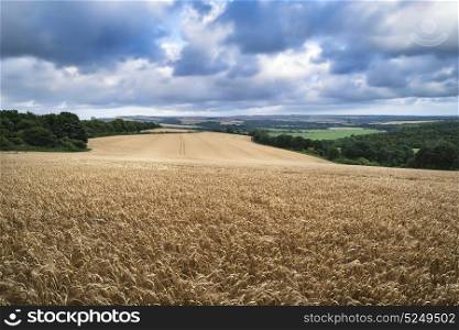 Beautiful landscape image of huge field of barley on Summer day in countryside
