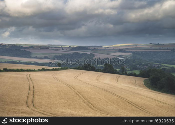 Beautiful landscape image of huge field of barley on Summer day in countryside