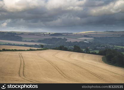 Beautiful landscape image of huge field of barley on Summer day in countryside