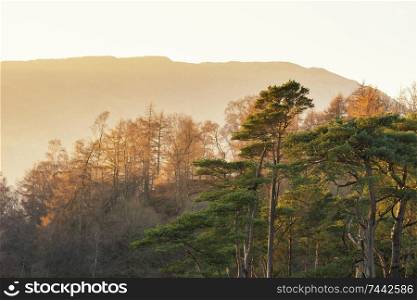 Beautiful landscape image of larch and pine trees silhouetted against orange glow of sunset with mountain range in distance in Lake District UK