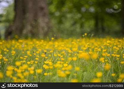 Beautiful landscape image of meadow of buttercups in Spring with shallow depth of field and selective focus