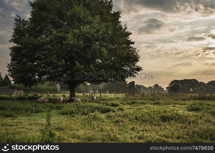 Beautiful landscape image of sheep awakening under tree during Summer sunrise in English countryside
