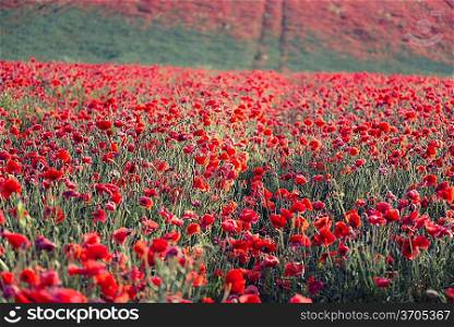 Beautiful landscape image of Summer poppy field