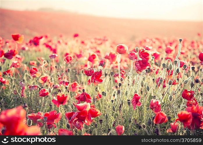 Beautiful landscape image of Summer poppy field under stuning sunset sky with cross processed retro effect