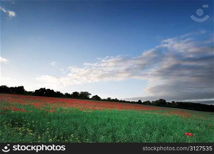 Beautiful landscape image of Summer poppy field under stunning sunset sky