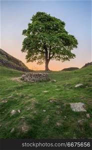 Beautiful landscape image of Sycamore Gap at Hadrian&rsquo;s Wall in N. Stunning landscape image of Sycamore Gap at Hadrian&rsquo;s Wall in Northumberland at sunset with fantastic late Spring light