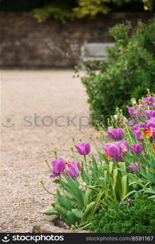 Beautiful landscape image of typical English country garden in Spring with colorful tulips beds and bench in background