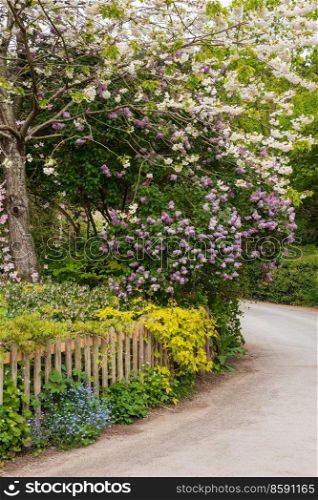 Beautiful landscape image of typical English country garden in Spring with picket fence and colorful flowers and tree blossom