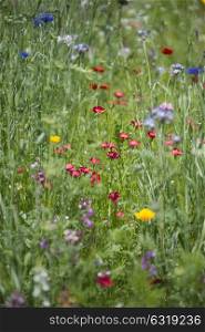 Beautiful landscape image of wildflower meadow in Summer