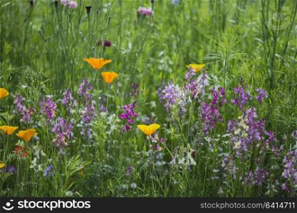 Beautiful landscape image of wildflower meadow in Summer