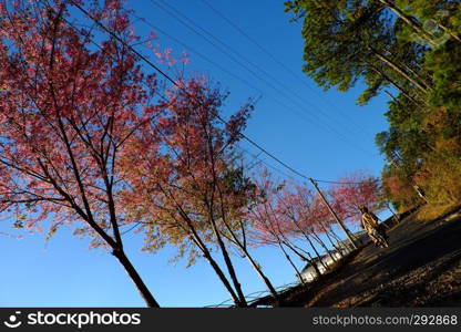 Beautiful landscape in spring at Da Lat, Vietnam, travel places in springtime nice cherry blossom tree with pink flower bloom on bent country road, people ride motorbike move under sakura tree on day