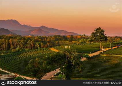 Beautiful landscape mountain with tea plantation sunset time.
