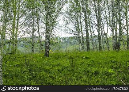beautiful landscape of a birch on the hill