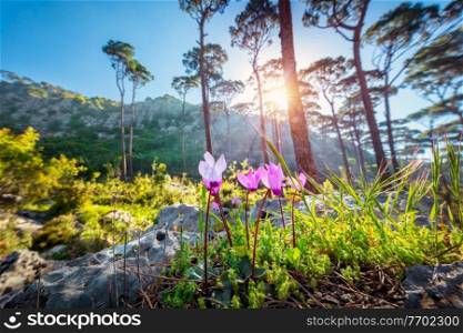 Beautiful landscape of a mountainous cedar forest, first spring wildflowers in bright sun light, beauty of wild nature, Lebanon
