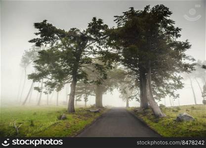 Beautiful landscape of a road on a foggy morning 