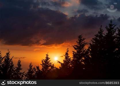 Beautiful Landscape of a Silhouette of Cedar Forest over Gorgeous Orange Sunset Sky Background. Amazing View on a Wild Nature in the Dusk.. Panoramic View of a Sunset over Forest
