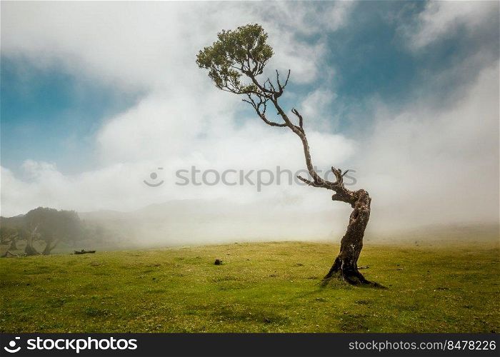 Beautiful landscape of an ancient tree in Madeira Island - Portugal