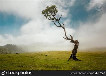 Beautiful landscape of an ancient tree in Madeira Island - Portugal