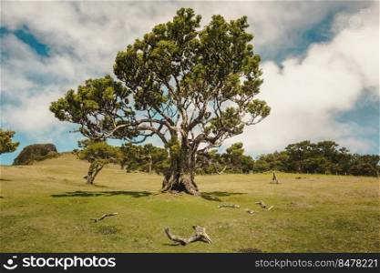 Beautiful landscape of Ancient trees in Madeira Island - Portugal