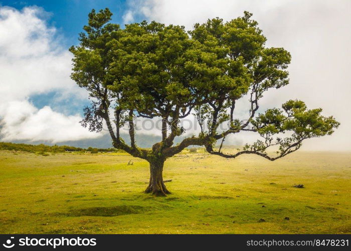 Beautiful landscape of Ancient trees in Madeira Island - Portugal