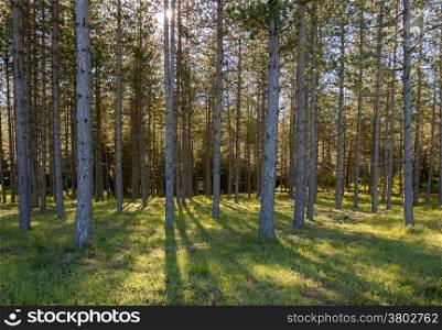 Beautiful landscape of Backlight Forest