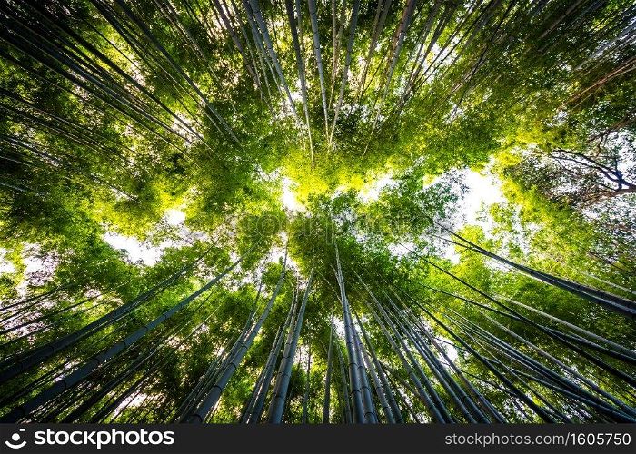 Beautiful landscape of bamboo grove in the forest at Arashiyama Kyoto Japan