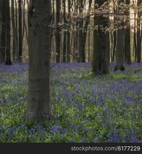 Beautiful landscape of bluebell forest in Spring in English countryside