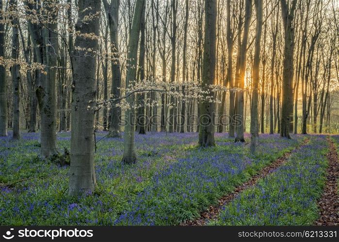 Beautiful landscape of bluebell forest in Spring in English countryside