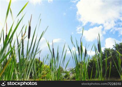 Beautiful landscape of bull rushes and reed mace in the blue sky, summer day with sunlight green landscape background close-up. Beautiful landscape of bull rushes and reed mace in the blue sky, summer day with sunlight green landscape background