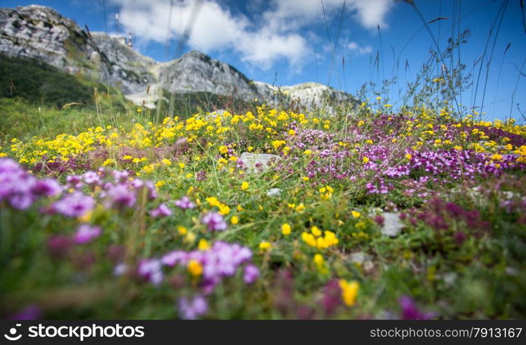 Beautiful landscape of colorful flowers growing on high mountain