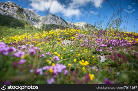 Beautiful landscape of colorful flowers growing on high mountain
