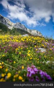 Beautiful landscape of flower filed on the piedmont of Lovcen mountain