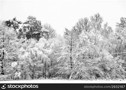 Beautiful landscape of glistening frost and snow covered trees
